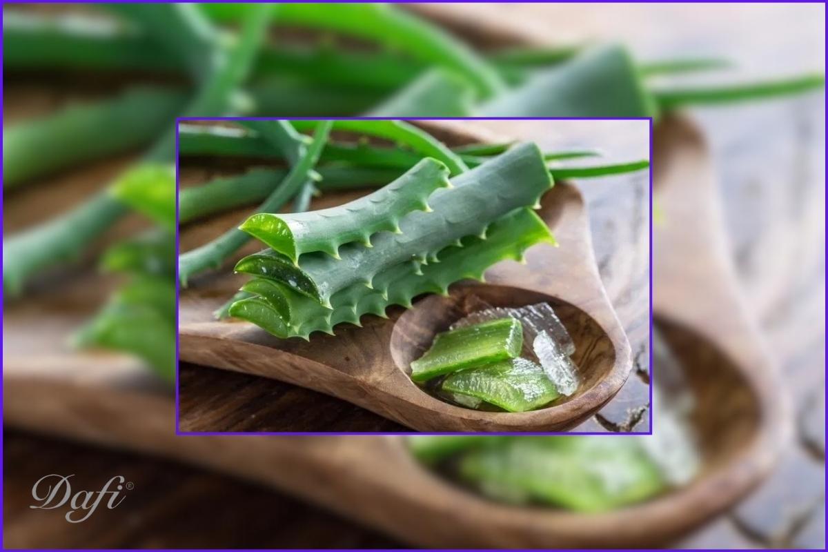 تاثیر معجزه آسا آلوئه ورا برای پوست